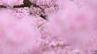4.gif