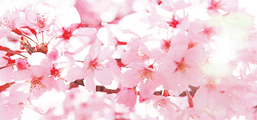 5.gif