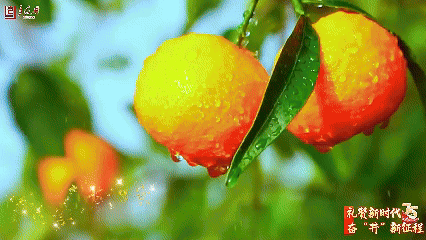 6705de80c62c0.gif
