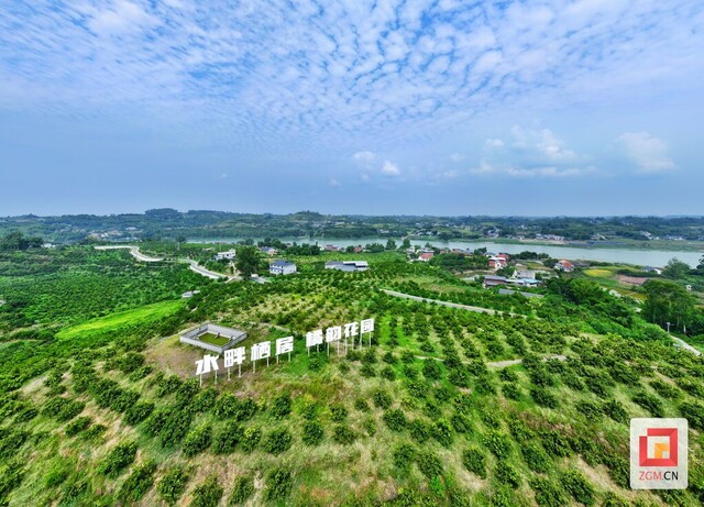 5、苗仙湖省级五星级柑橘农业园区是花园村重点打造的农产品特色产业，柑橘树已成为当地村民的“摇钱树”。（自贡融媒记者 芶思摄）.jpg