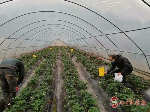 20（网）自贡自流井区摸索“创业 技能”培训配图   发展特色农业——种植草莓_副本.jpg