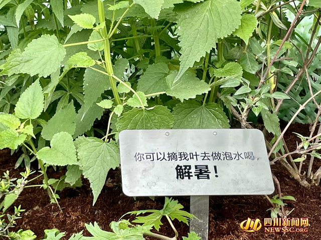 薄荷标语牌_副本.jpg