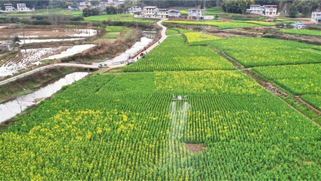 植保无人机正在进行“飞防”作业.jpg
