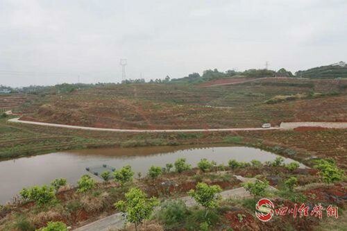 37（网）自贡自流井区雨潭村：“水果经济”助力乡村振兴配图   无核沃柑种植基地_副本.jpg