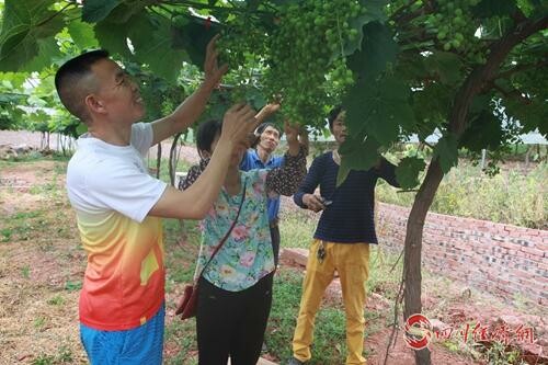 45（网）自贡自流井：民营经济人士扶贫车间助脱贫配图   张大洪正在给葡萄打枝疏叶.jpg