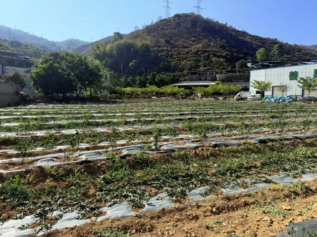 插入的图片