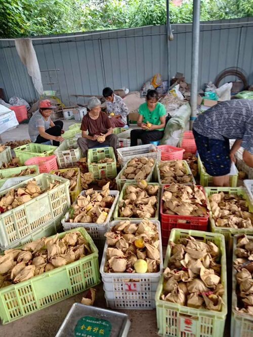 36（网）自流井飞龙峡镇：黄桃产业带动村民增收致富配图   黄桃产业带动村民增收_副本.jpg